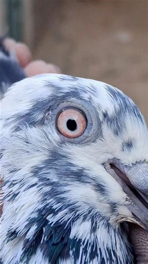 pigeon 😎 #youtubeshorts​ #shorts​ #trend​ #kabutar​