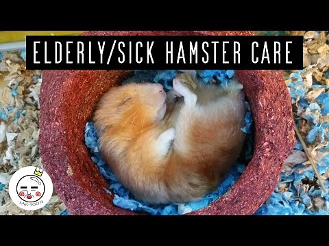 How To Take Care Of An Old or Sick Hamster