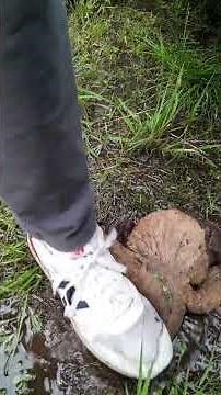 Plush dog destruction and trampling in the mud. Teddy Trample/Plushie crush/Wet ASMR/Amsr trampling