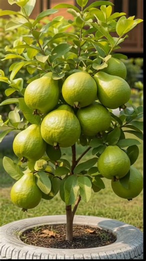 “Tiny Tree, BIG Guavas 😍🍈 | Home Garden Magic ✨ #Shorts”