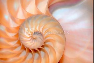 shell nautilus pearl Fibonacci sequence golden ratio coral symmetry background pearl cross section spiral structure growth mollusk (nautilus pompilius) copy space half split