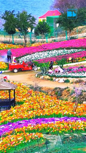 refreshing scenery of the flower | Blue Box