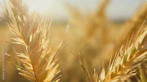 macro video probe lens 4K paddy husk grain cultivation agriculture farming crop variety sowing irrigation fertilization ripening threshing milling processing export import consumption nourishment