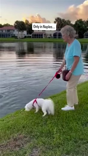 Naples, Florida is known for luxury neighborhoods, peaceful lakefront views, and some of the most unpredictable wildlife encounters in the country. Residential communities across Collier County sit directly beside freshwater ponds and golf-course lakes that serve as natural habitat for alligators, turtles, fish, wading birds, and other native species. Alligators often patrol the edges of these ponds at sunrise and sunset, using shallow slopes and calm water as perfect ambush zones. Dogs walking 