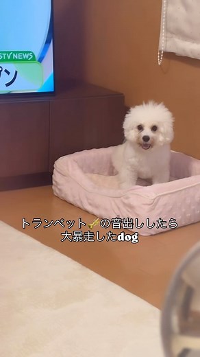 菅野結愛 yua sugano | トランペットの音出しで低い音出したら スイッチが入った🤣 この後色んな曲吹いてたら、まさかの… イヌが歌ってた‼️ ゥワンゥワンゥワン… 感動して笑いが止まりませんでした❤️‍🔥 #ビショプー #イヌとトランペット | Instagram