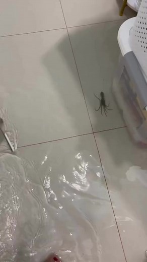 I wouldn’t be surprised to see an octopus swimming by in my living room. Would you be? #byrdietheocto #thereefdoc #octopus #petoctopus | The Reef Doc