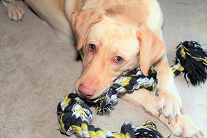 Dudley Labrador: What Makes This Pink-Nosed Lab So Unique
