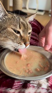 Samy needs a good chicken soup to get better, just like humans do. 🥰🥰🥰 | Samy & Mury