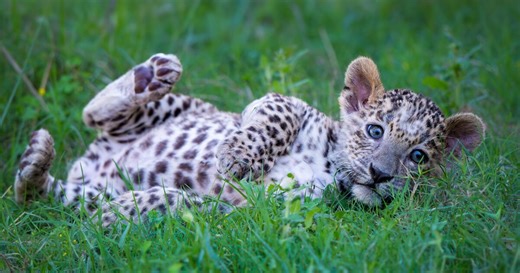 Baby Leopards’ Pouncy Playtime Shenanigans Are Pure Wholesome Goodness