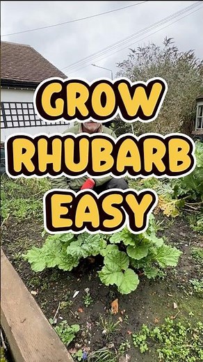 Grow Rhubarb Once… Harvest It for YEARS!