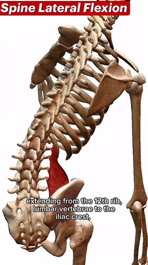 #Quadratuslumborum. Quadratus Lumborum Muscle | Anatomy, Origin, Insertion & Function
