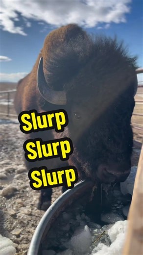 VOLUME UP!! Thirsty bison slurps to make your day better! #bison #water #behappy #colorado #fyp