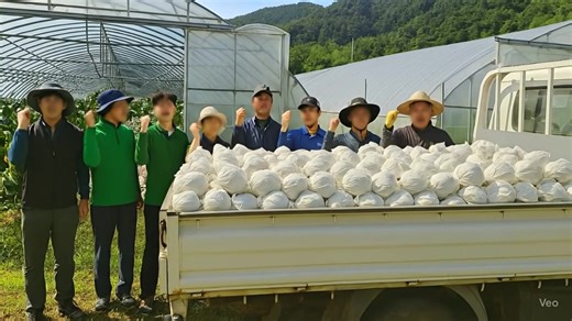 무려 140톤이나 쏟아진다…기다렸는데 내일부터 전국에 풀리는 '이 과일' https://www.wikitree.co.kr/articles/1081517 | Wikitree - 위키트리