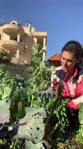 ‏#زراعة #اهتمام #فيروز #راحة_نفسية #الحمدلله