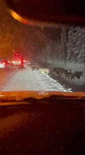 A Pack of Wolves Crossing the Road at Night…