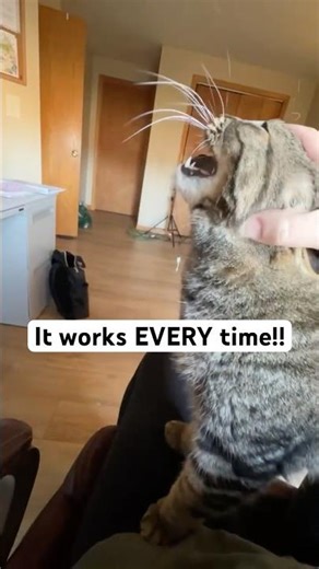 How to make a cat MEOW with 1 touch