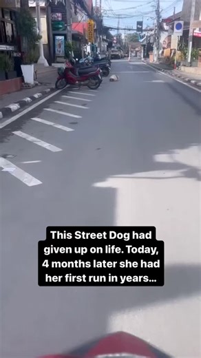 Rescue hatty on Instagram: "The day we all dreamed of. It’s taken 4 months but Cindy just broke into a full on run today. ⚖️ She’s lost over 20lbs now in since we took her in on the 22nd of September 🐶 Her fur is silky smooth and thick instead of falling out in clumps 💊 Her thyroid problem has been fully diagnosed and she has the right medicine 🏡 She will be up for adoption soon so she’ll never know the pain of the streets again ✅ As you can see from the video her joy for life is back. She ha