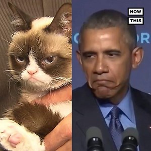 R.I.P. Grumpy Cat — we'll never forget the time Obama impersonated her to drag the GOP | NowThis Impact