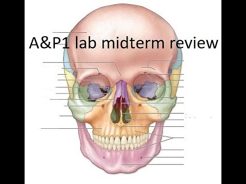 A&P1 Bio 201 lab midterm review
