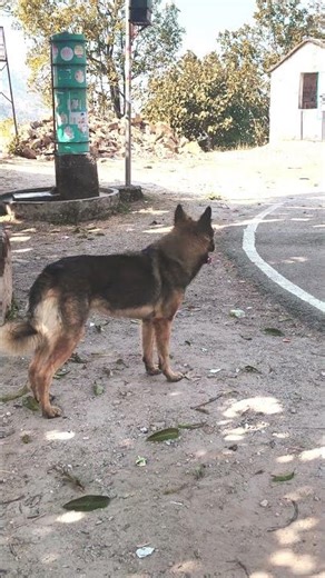 Aggressive German Shepherd dog 🐶🐕#aggressive #gsd #dog #puppy #adult #hr #india #delhi #delhincr