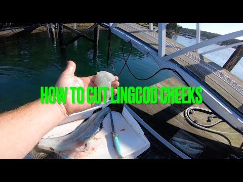 LINGCOD FISHING (How to cut lingcod cheeks)