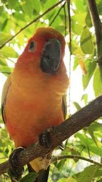 บินเล่นกันคับ #ขันตอกคือนก #ซันคอนัวร์