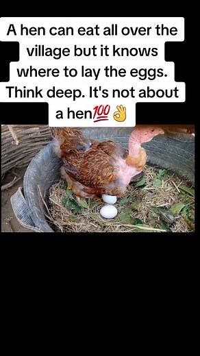 Hen Wisdom: Know Where to Lay Your Eggs