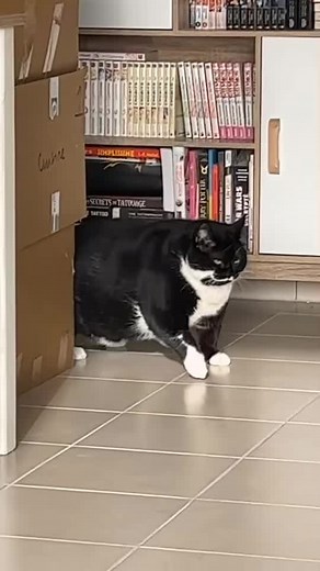toujours plus #chat #chatender #fun #fyp #fypシ #funnyvideos #catsoftiktok