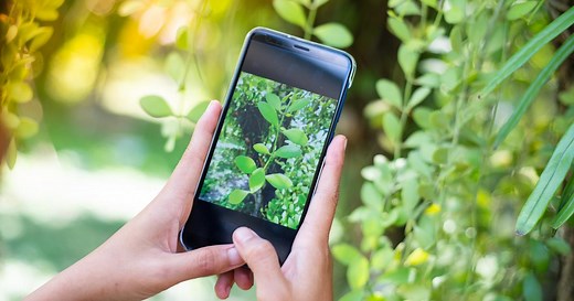 5 applications gratuites pour reconnaître les plantes