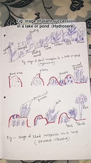 fig : stage of plant succession in a lake or pond Hydrosere for all b. sc 6th semester botany stu