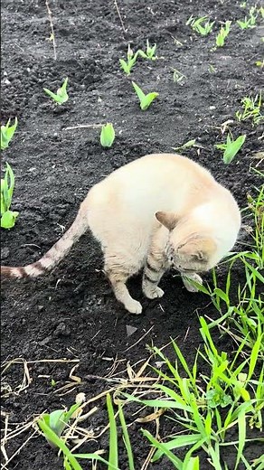 POV: Your Cat Really Needs to Pee 😂😼💙