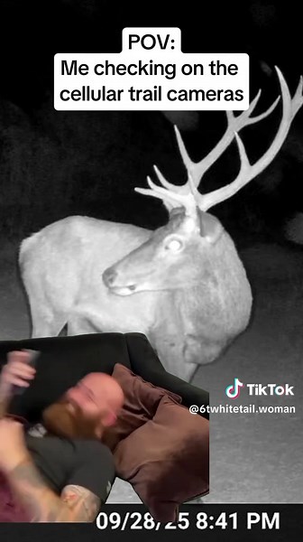 Unexpected Moments Caught on Trail Cameras