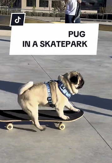 Pug en el skatepark: Diversión sobre ruedas
