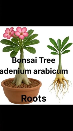 Bonsai tree roots