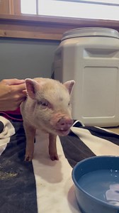 Claudia likes bananas!🍌🍌🍌❤️ | Lancaster Farm Sanctuary