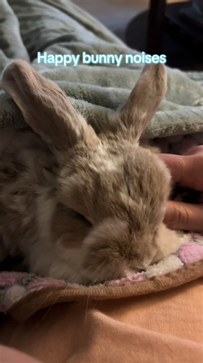 Happy Bunny Noises: Adorable Sounds That Delight