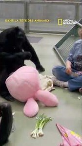 Kanzi, the monkey who communicated with humans