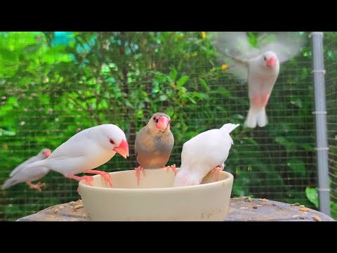 All my Java sparrows are handsome. They're so cute, their songs are beautiful, soothing to listen to