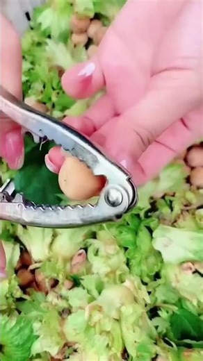 Hazelnut picking-and-shelling process