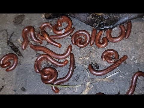 A Lot of Red Bugs Show up at Night, Here's What I Found