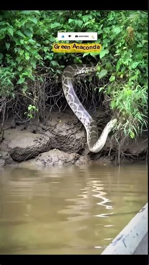 Green Anaconda😳जंगल का सबसे खतरनाक शिकारी 😳”|#shorts, #shortfeed, #anaconda