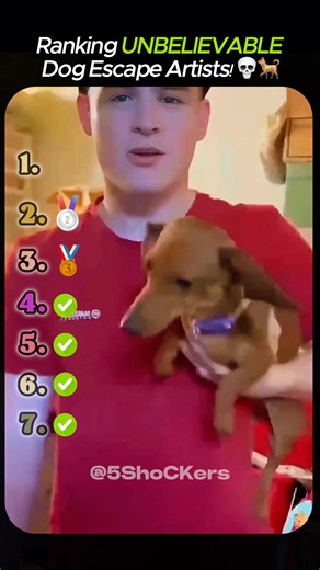 Ranking UNBELIEVABLE Dog Escape Artists! 💀🐕