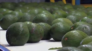 63K views · 821 reactions | Avocado lovers take note: a deadly...