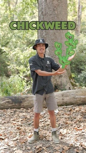 Weed Watch w/Azzy (Chickweed)