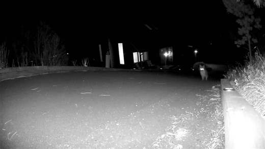 Late night fox date in Cascade CO. | Colorado Storm Chasers