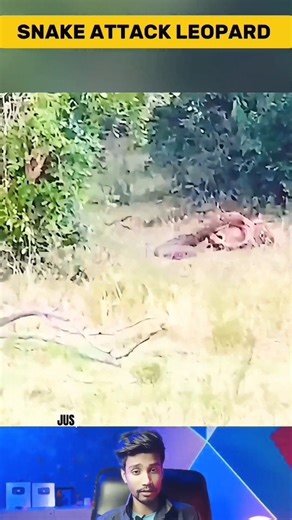 Python Grabs Leopard and Attempts to Kill | Latest Sightings Animals