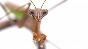 How praying mantises became nature’s perfect assassins