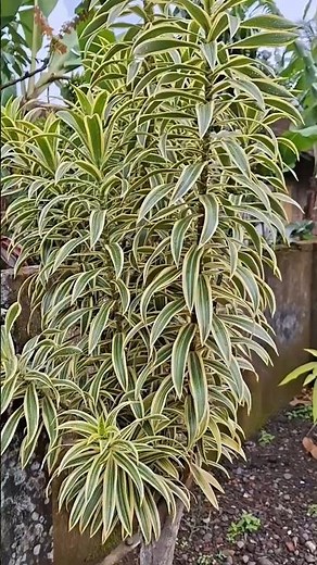 Reflexa Dracaena Ornamental Plant #ecoasis