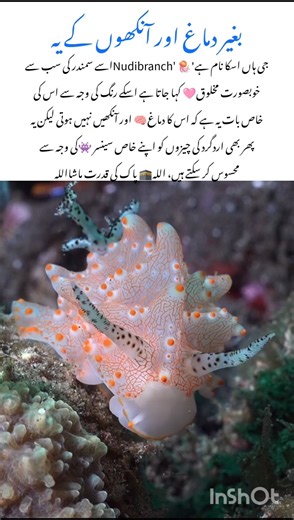 Meet the Nudibranch 🌈 Wildlife nature facts #nudibranch #naturefacts #wildlife #nature #shorts
