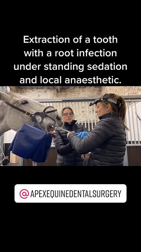 #horse #horses #dressage #showhorse #britishdressage #vet #equinevet #equinedentist #equinedentistry #equinevideo #equine